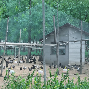 UV-resistant garden netting installed over a chicken run for bird protection